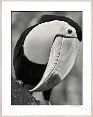 Tucan
