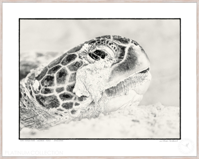 Tortuga